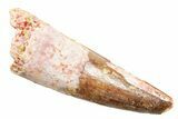 Fossil Spinosaurus Tooth - Real Dinosaur Tooth #362925-1